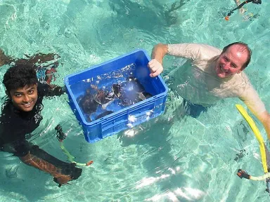 Turtles released